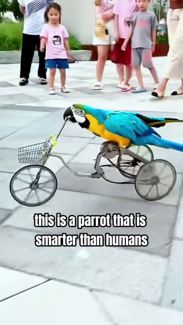 Cover for #OddlySatisfying This is a parrot that is smarter than humans #parrot #animals #cute