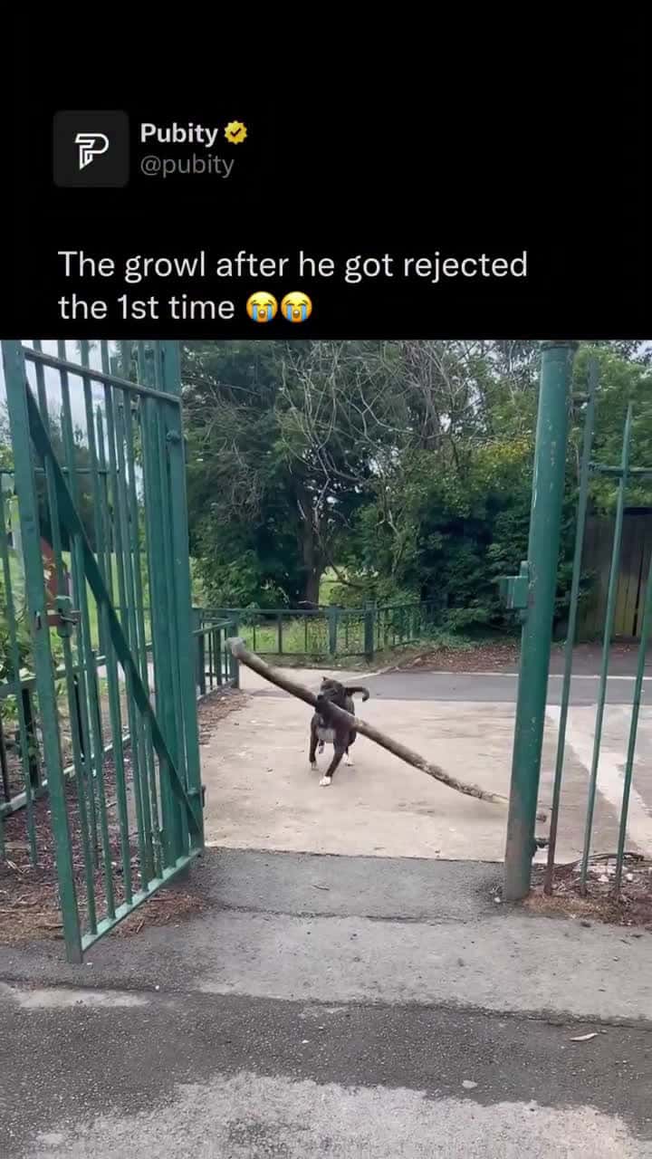 Cover for #FavMovieClip Dogs are naturally drawn to sticks because they resemble bones, trigger their instinct to chew, and often carry interesting scents from the outdoors. The size, texture, and unpredictability of sticks make them fu