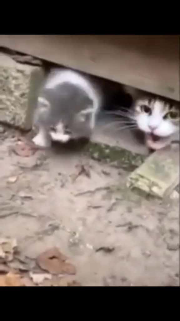 Cover for are you insane stop attacking immediately holymoly compilation catlover catsoftik 10853 #shortvideosscoopz