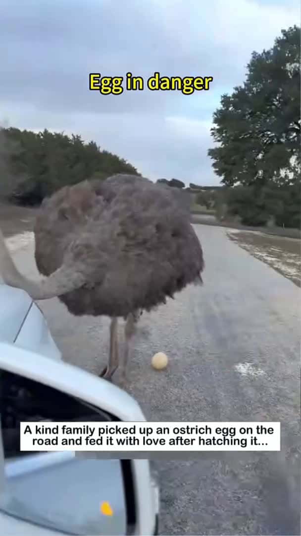 Cover for Beautiful ostrich hatching #wildliferescue #animals #ostrich #rescue #lovestory #love #birds  #cute_049 (2)