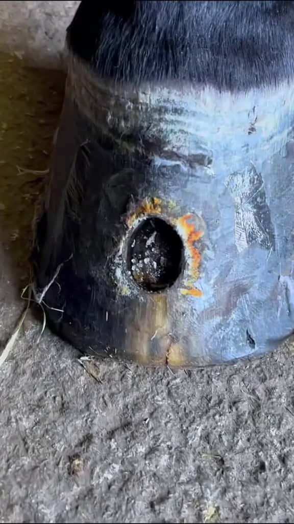 Cover for Horse farrier tiktok farriersoftiktok horse hoof fpy asmr care 66382 #shortvideos
