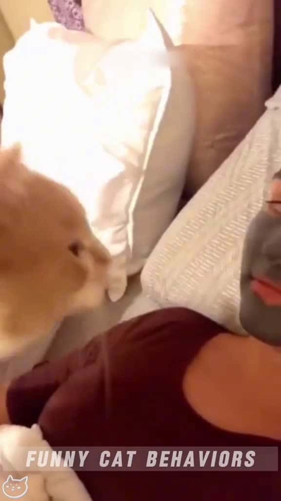 Cover for Cat and people funnycat cutecat funnyvideos kittens catpeople kitty funnyvideo ca 80799 #shortvideosscoopz