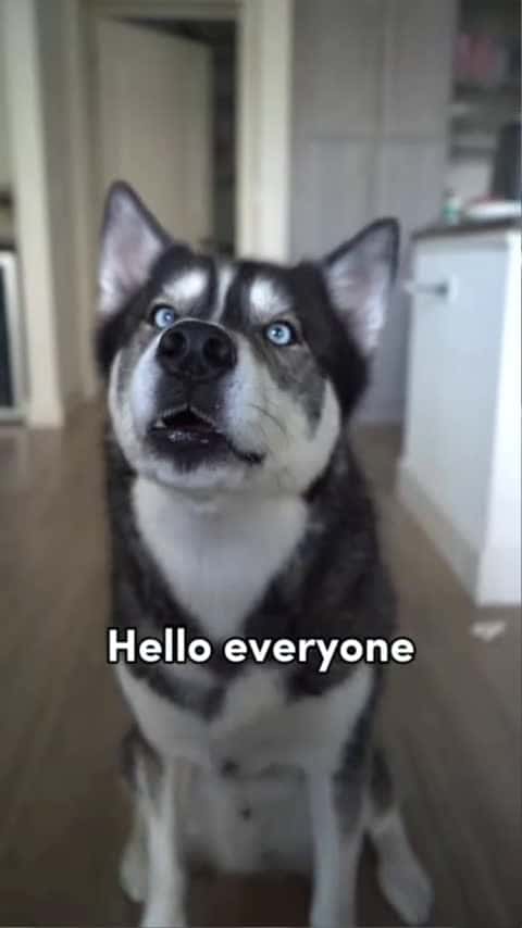 Cover for ⚠️ My dog has an important message for you! ⚠️ #shorts #dogshorts #husky #dog #dogs_366 (2)