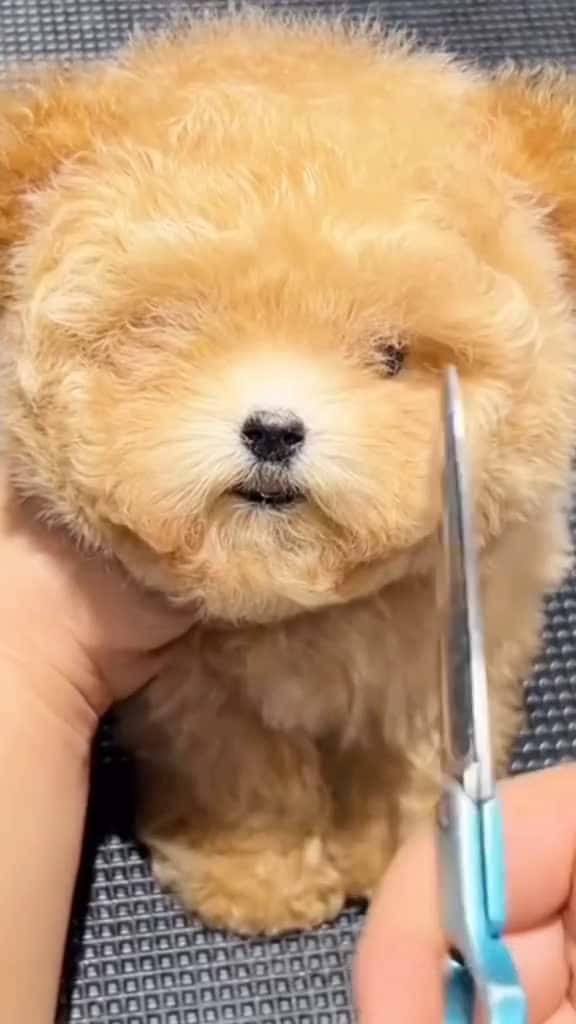 Cover for Dog cute dogcute dogsoftiktok haha cute funnyvideos funnyhai19 fyp foryou 80750 #trend