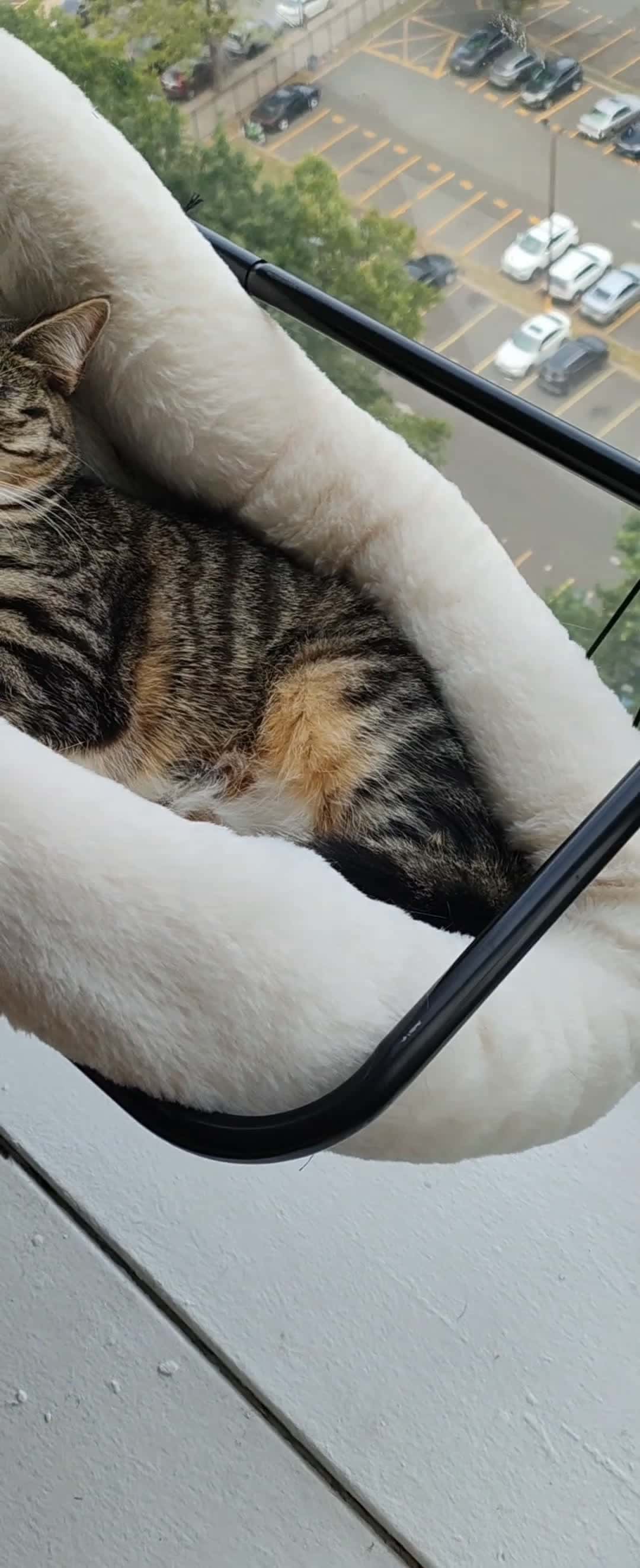 Cover for Noodles  Will  sleep  anywhere  #cat  #funnycats  #funnycatsvideos 