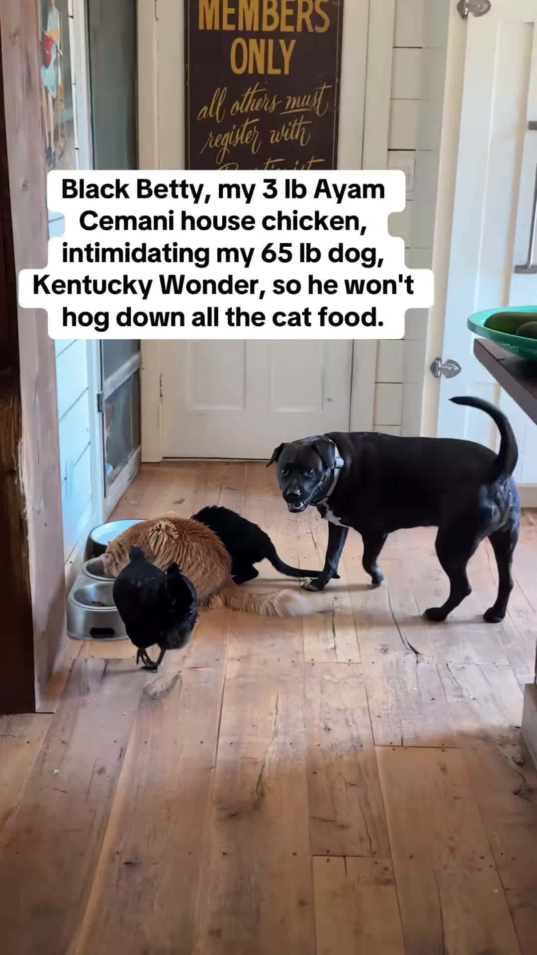 Cover for Nobody messes with Black Betty's cats or her cat food! Ayam Cemani chickens are the most expensive chickens in the world and this bougie girl knows she should be treated like royalty and by royalty she means eating cat food. #blackbetty #ayamcemani #chickens #chickensofinstagram #funnyanimals #funnayanimalvideos #afv #cuteanimals #pet #petoftheday #thegoodplacefarm