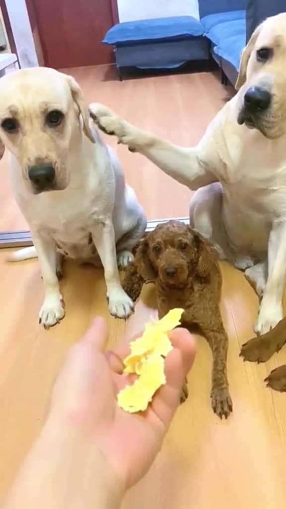 Cover for Who did this fyp dog dogs doglover dogsoftiktok 42955 #trending