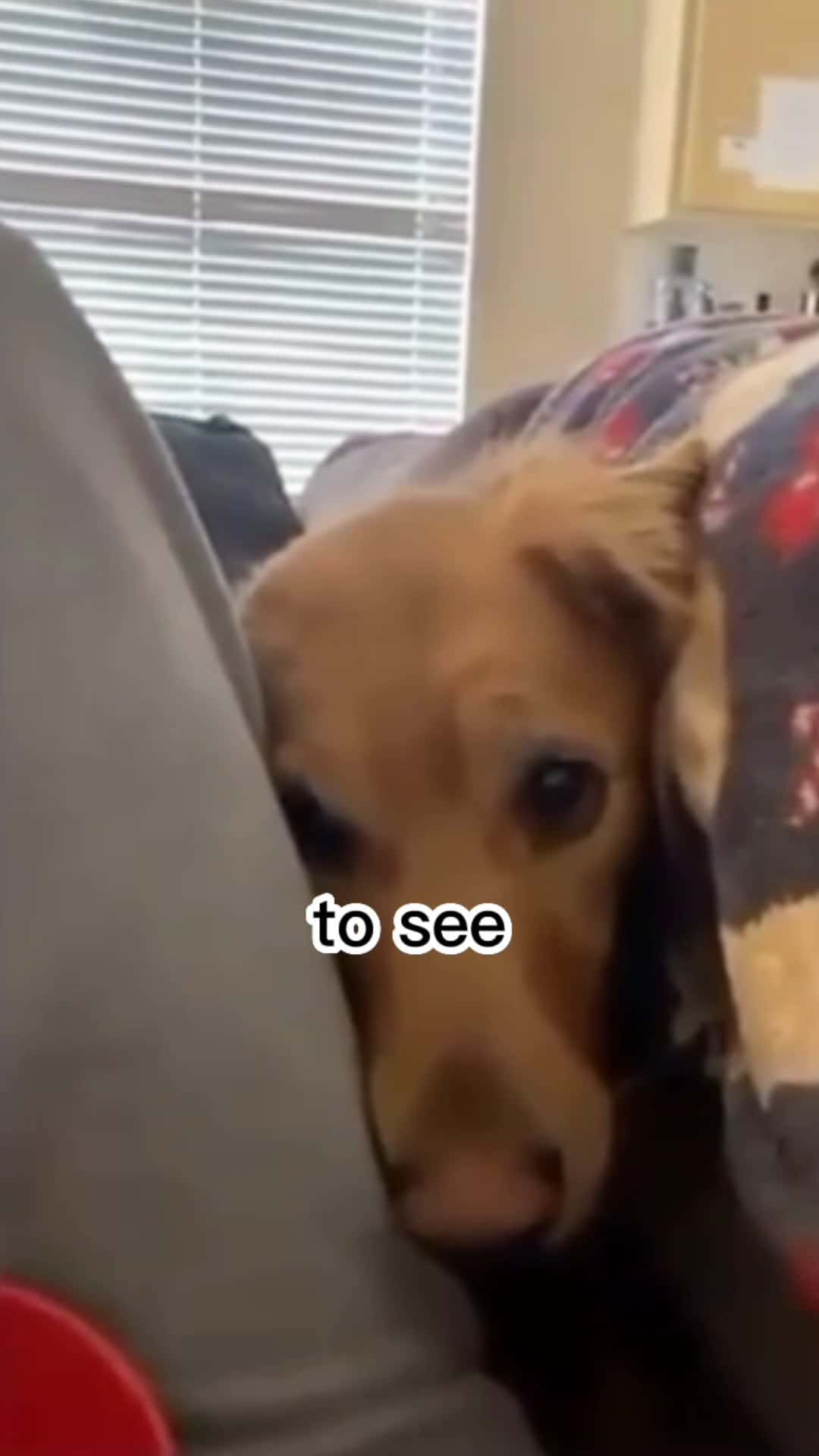 Cover for #dog  #funny  #funny