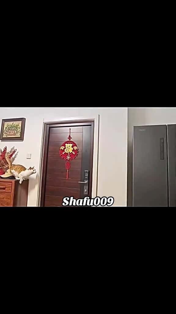 Cover for petpetscutefunny  catcatvideofunnyvideosviral  foryouIoIfypfyp 44082 #ilovescoopz