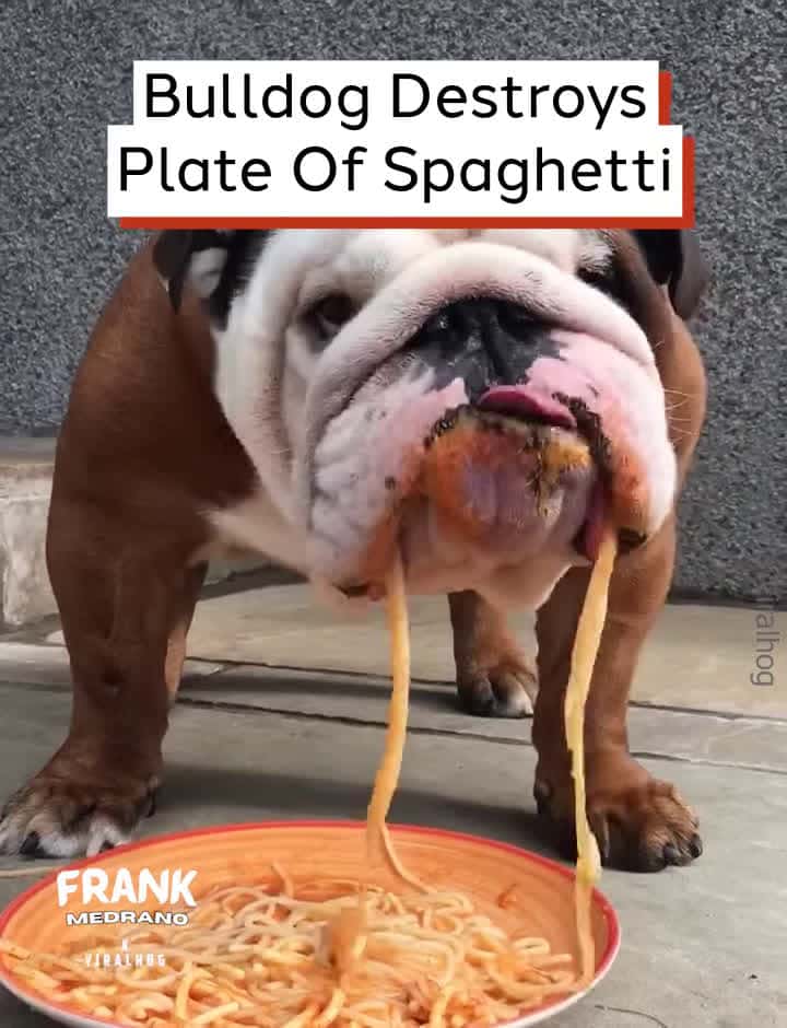 Cover for Bulldog Destroys Plate Of Spaghetti