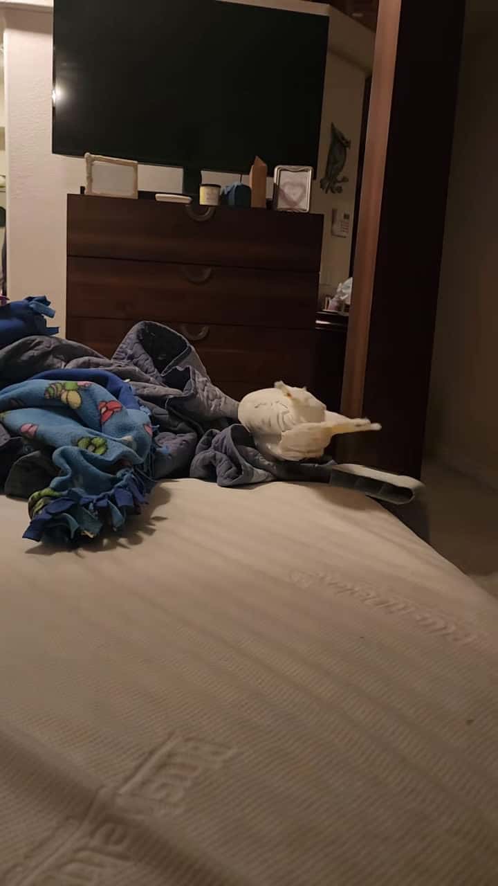 Cover for why he makes a tent #BanditTheCockatoo #parrotsoftiktok #talkingparrot #cockatoo #umbrellacockatoosoftiktok #umbrellacockatoo #talkingbird #parrot #attitude #personality #bird #birb ##birdsoftiktok #birbtiktok #birbturd #birbtok #birdsofinsta #cockatoosofinstagram #parrotsofinstagram #tiktokfamous #tent #animalbehavior #animalpsychology #intelligent #intelligence #nesting #nestingbehavior