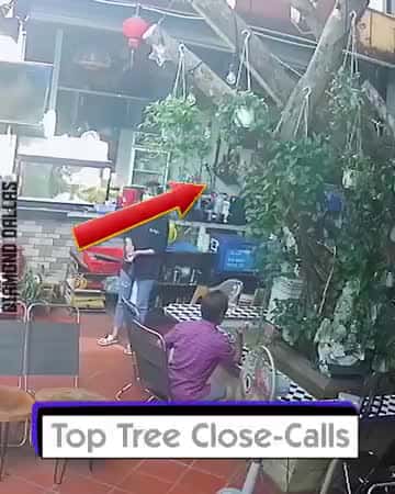 Cover for Top Tree Close - Calls