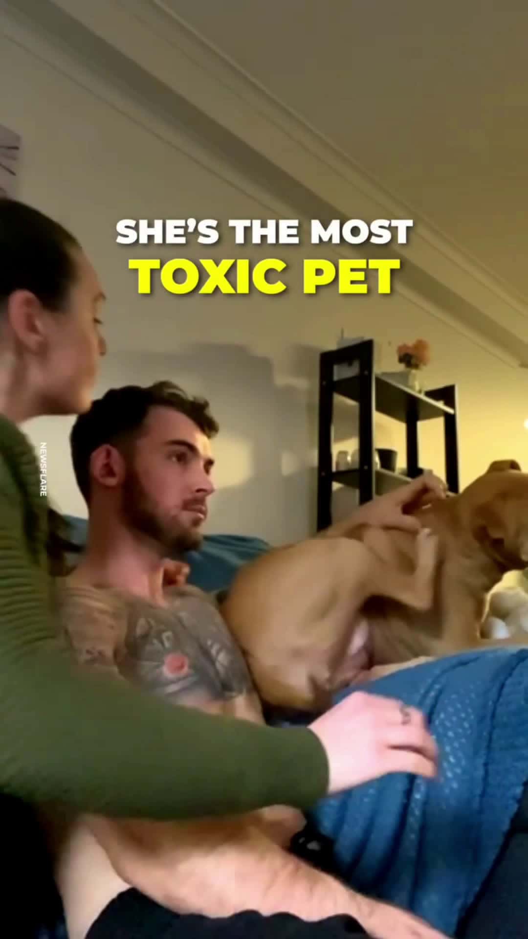 Cover for This pit bull doesn't want anyone near her manJealousy or intuition? This pit bull isn't too convinced about her human's new girlfriend… and she's not afraid to show it.