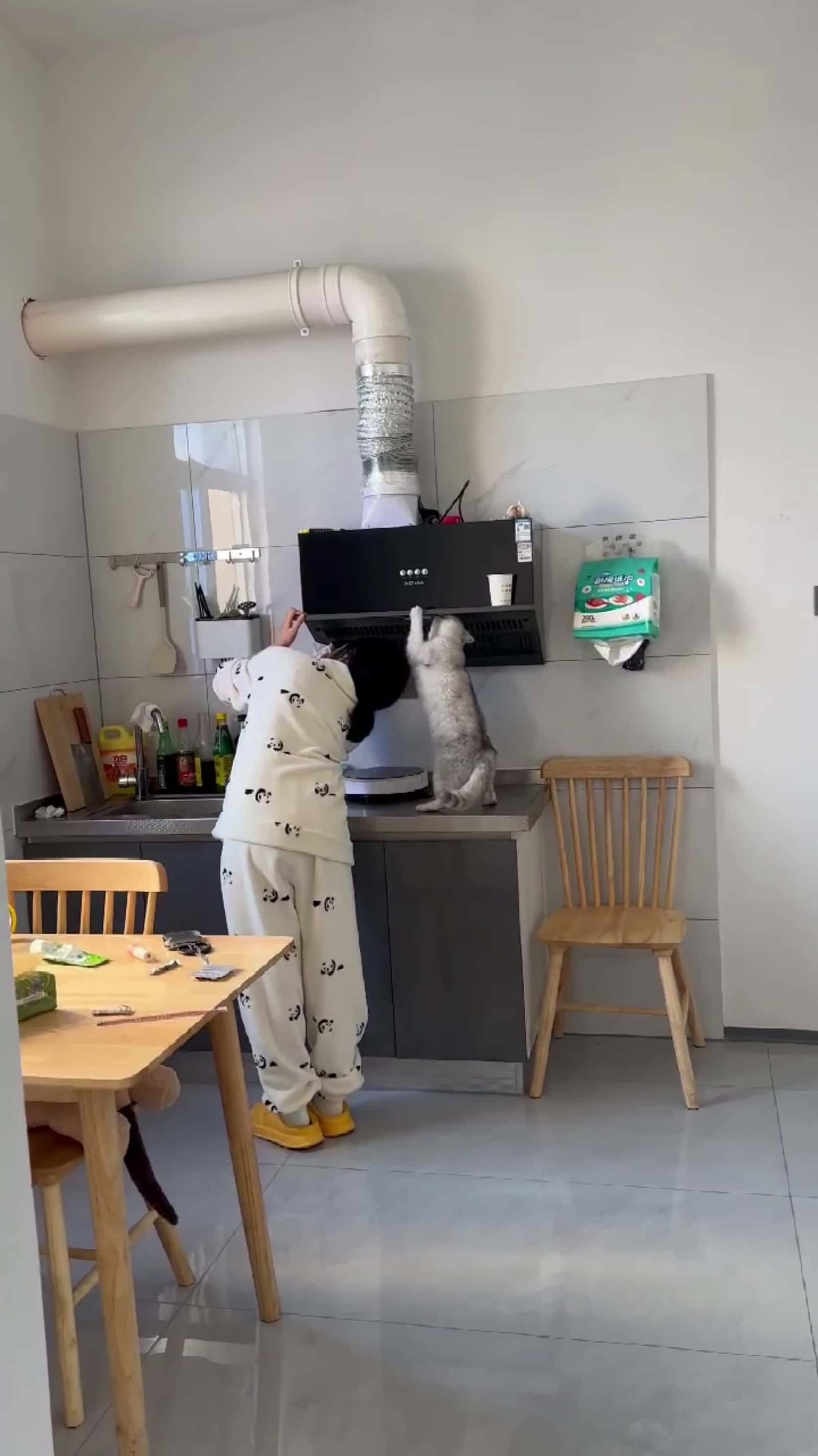Cover for #FirstVideoChallenge Silver Tabby Cat Helps Owner Clean Range Hood.