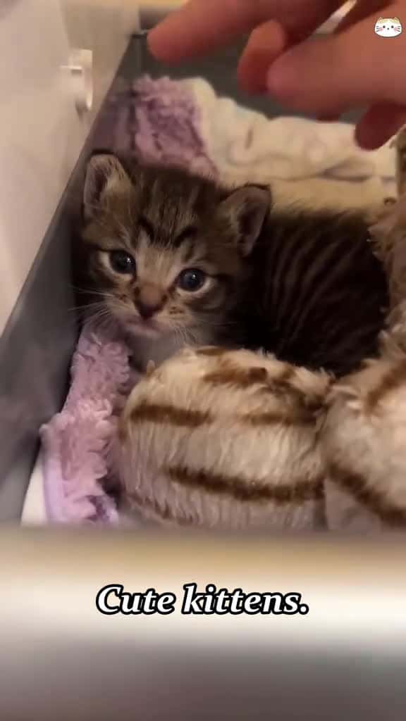 Cover for Cute kittens. cat cats catsoftiktok funny funnyvideos fyp foryou foryoupage fypage usa usa 46078 #trendingscoopz