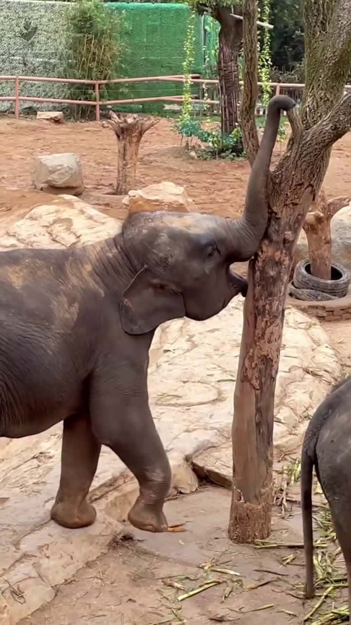 Cover for Is it itchy nose？😂😂😂#fyp #animals #elephant 