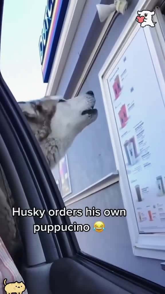 Cover for Get on the window foryou fyp viral funny foryoupage dog cat animals funnyvideo tiktok pet 48878 #shortvideosscoopz