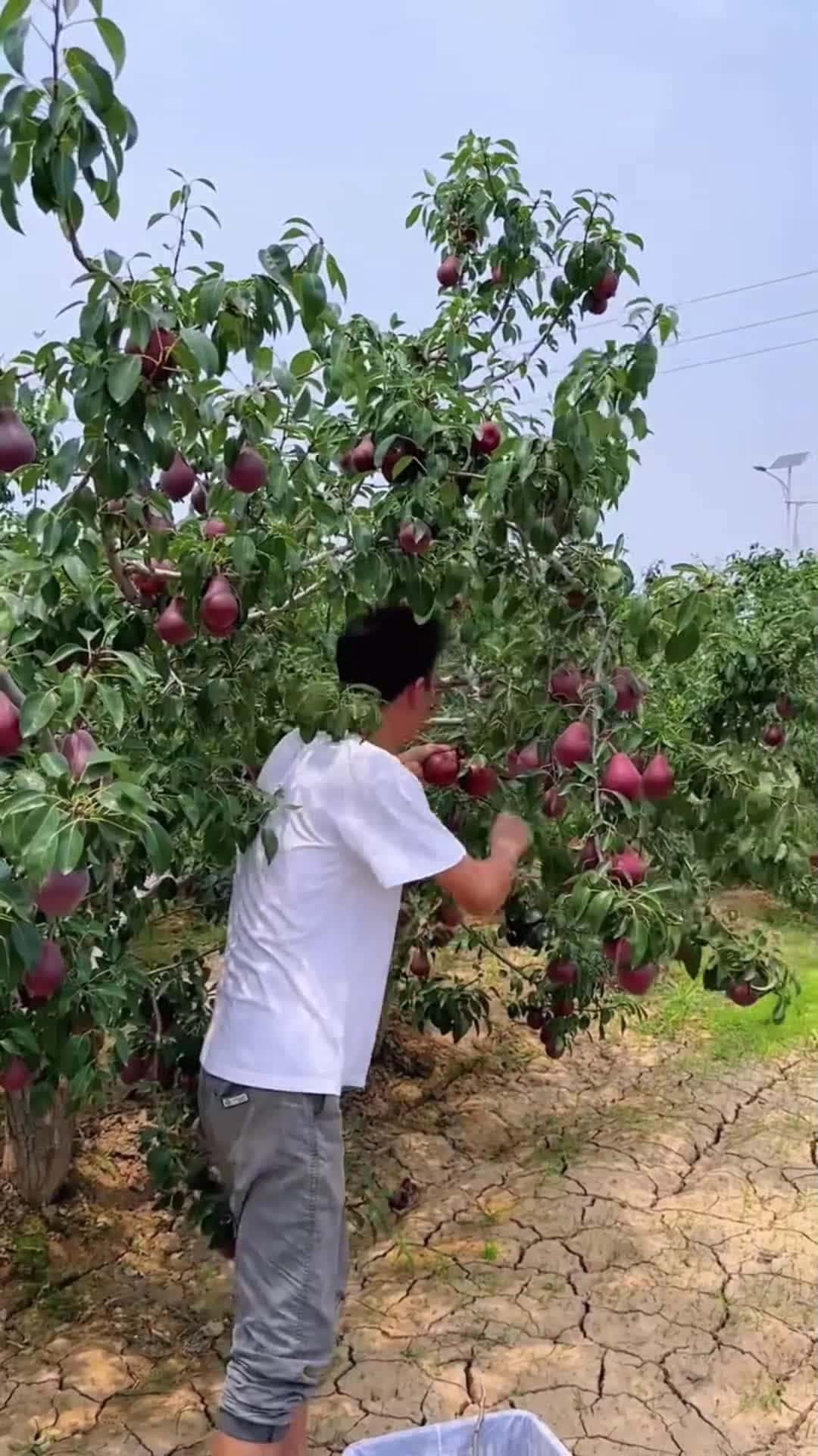 Cover for Fruit
