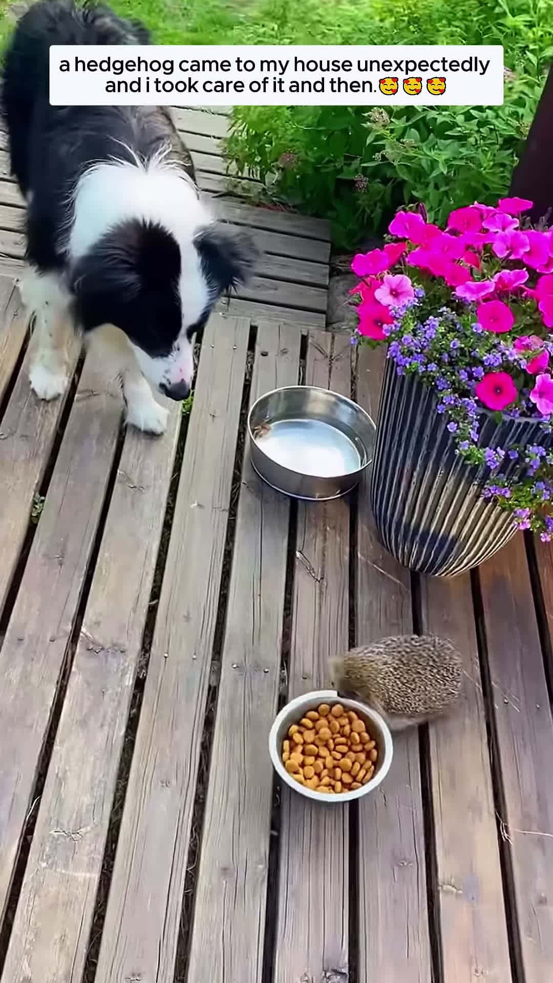 Cover for a hedgehog came to my house unexpectedly and i took care of it and then animalshorts