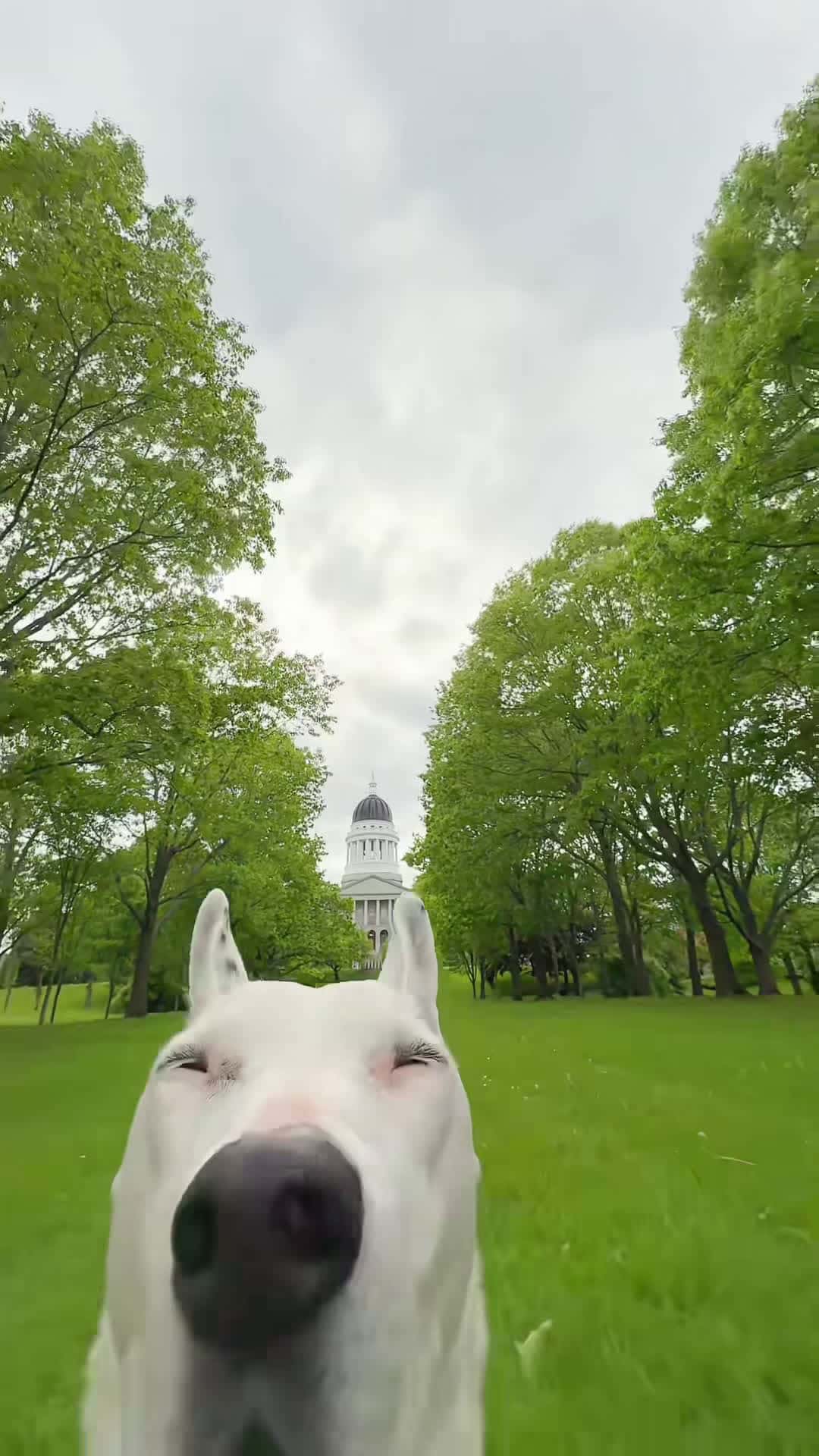 Cover for Biscuit loves the park! #augusta #maine #augustamaine #park #doggy 