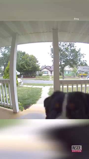 Cover for Dog Hilariously Rings Doorbell to Get In