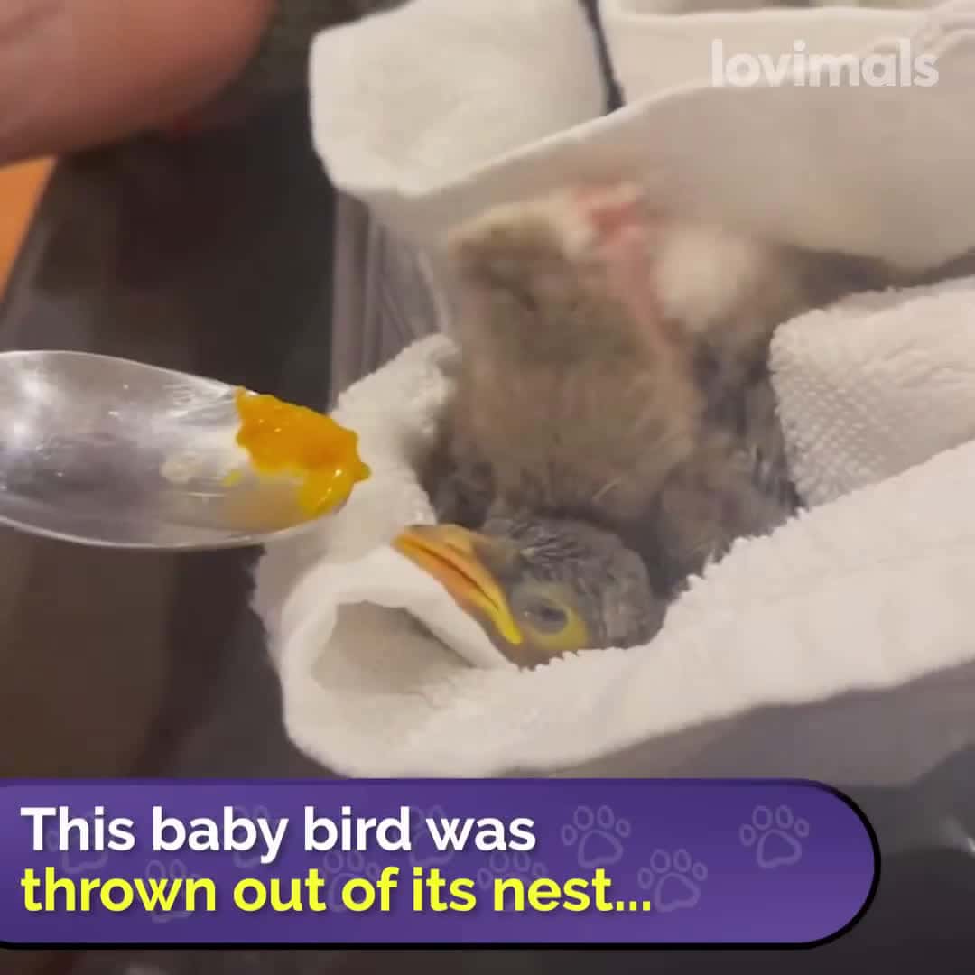 Cover for Bullmastiff Instantly Falls In Love With Rescued Baby Bird