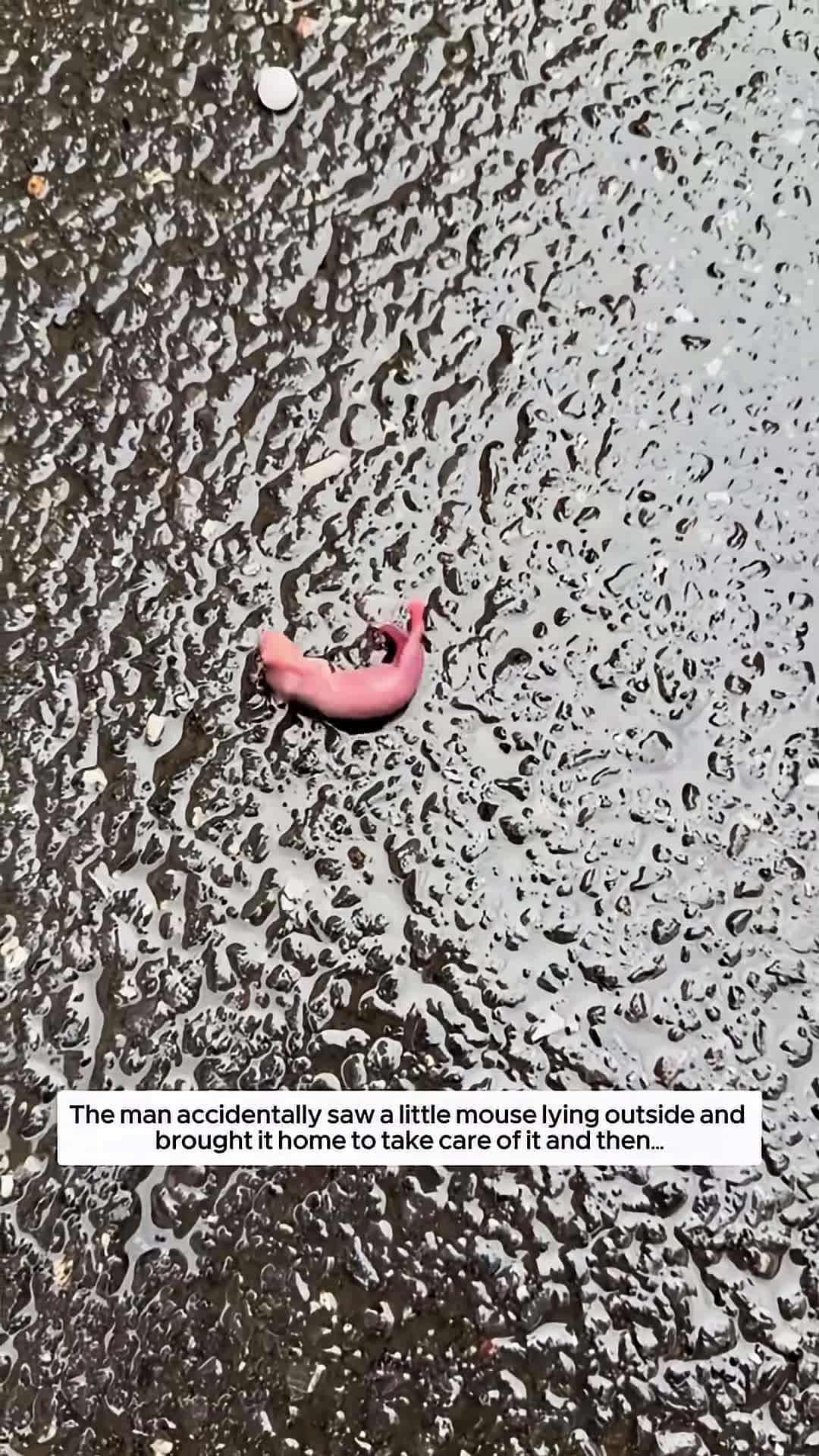 Cover for The man accidentally saw a small mouse lying on the side of the road and then animalshorts