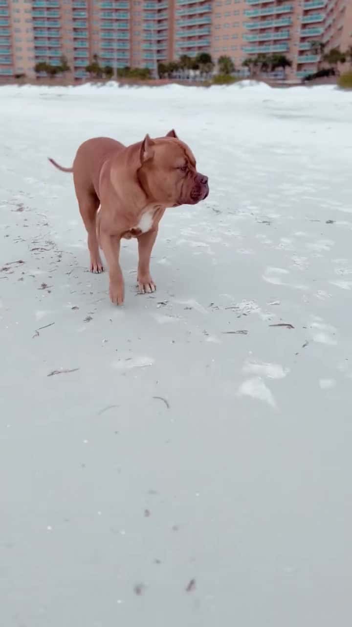 Cover for #dogtoy #pitbull #pitbulls #megamouth #pitbulllove #dog #dogchallenge...