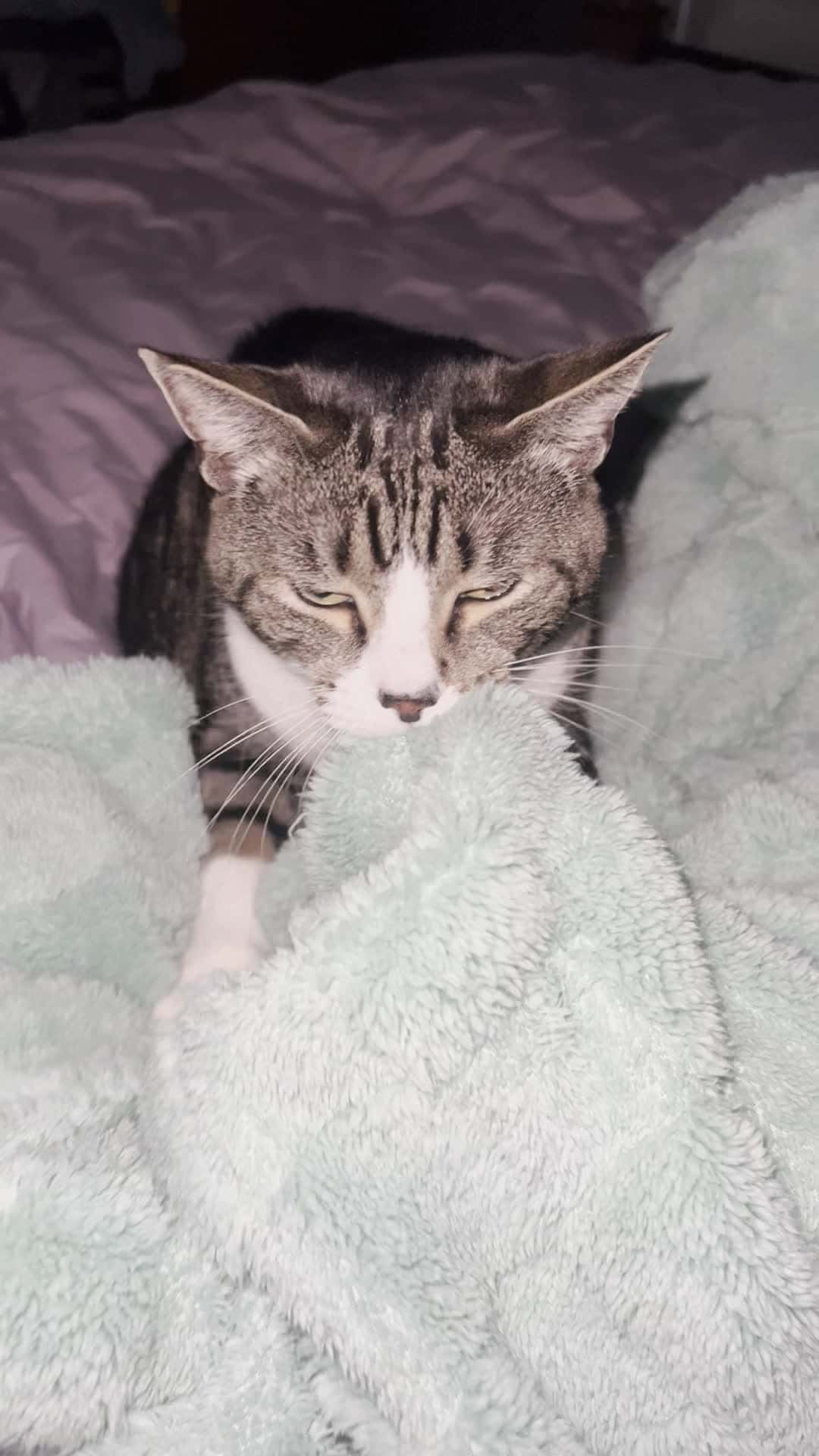 Cover for Good morning!! 😺