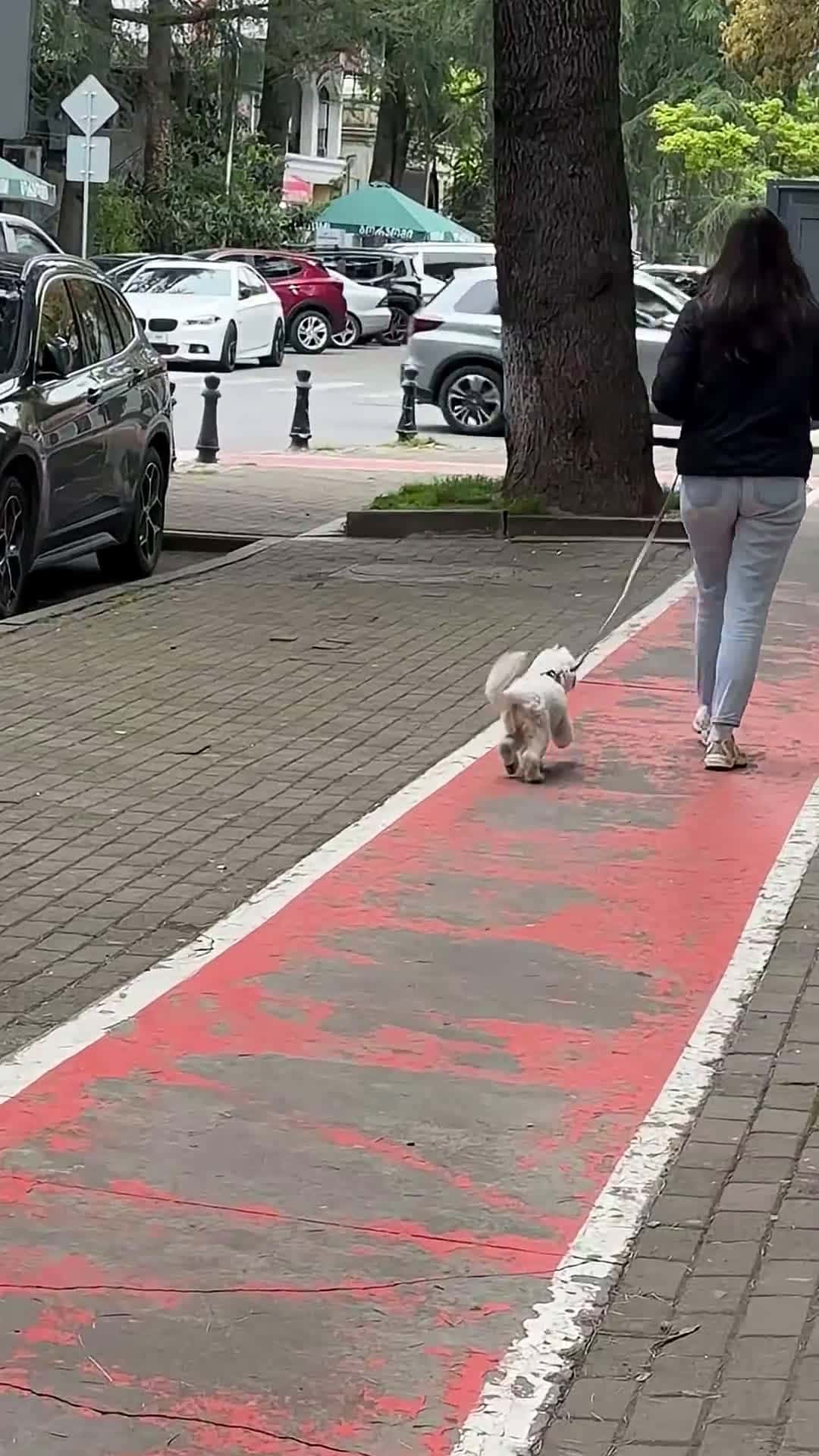 Cover for Dog Walks Down Street Like He’s Dancing