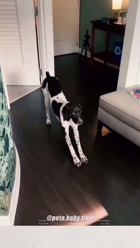 Cover for Funny animals funnyanimals funnyvideos cuteanimals pet fyp foryou 42442 #followMe