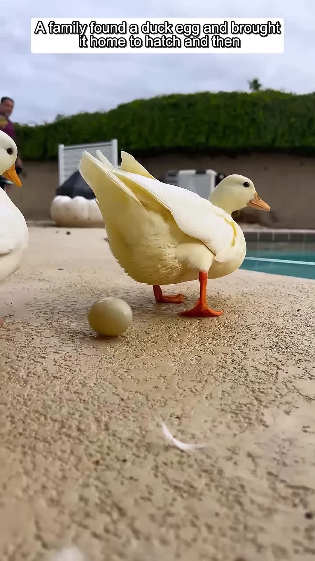 Cover for A family found a duck egg and brought it home to hatch and then animalshorts