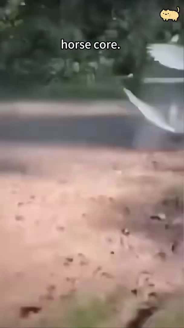 Cover for Horse Core.🐎🐎 #animals #funnyanimals #petvideos #funny #funnypets_50 (2)