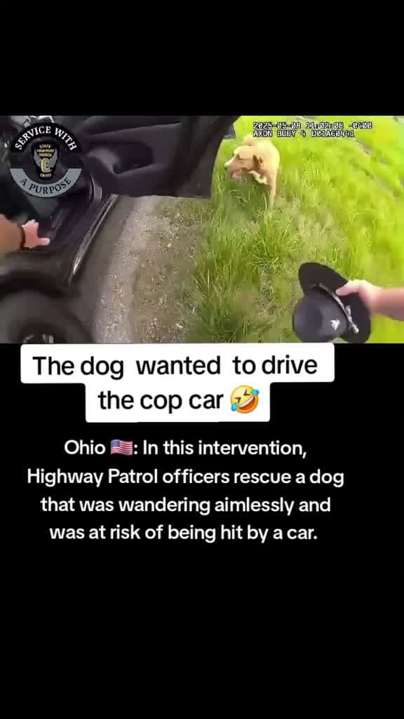 Cover for Ohio In this intervention HighwayPatrol officers rescue a dog that was wandering aimlessly 14102 #ilovescoopz