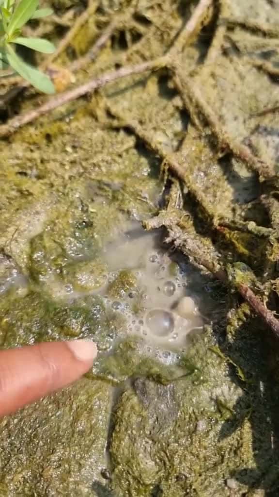Cover for Amazing koi fishing video fish video shorts fyp grow fishing foryoupage viralvideo viral 85549 #shortvideosscoopz