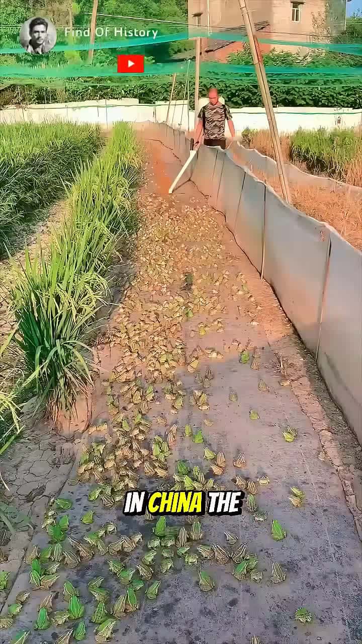 Cover for Unbelievable Thousands Of Frogs Are Raised In Ordinary Farms Part 01 shorts short unique