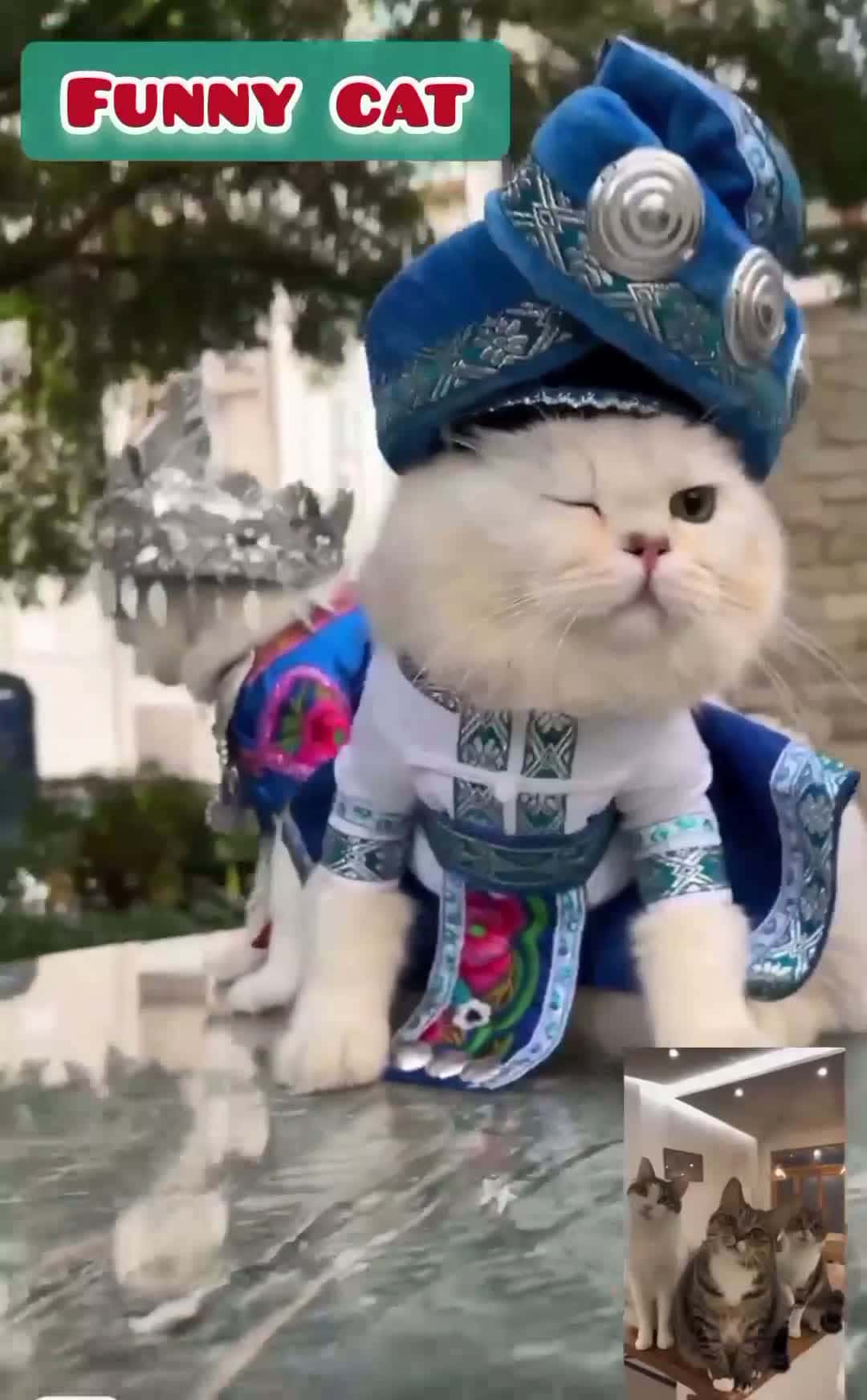 Cover for #TooFunnyToScrollfunny catfunny animalfunny video