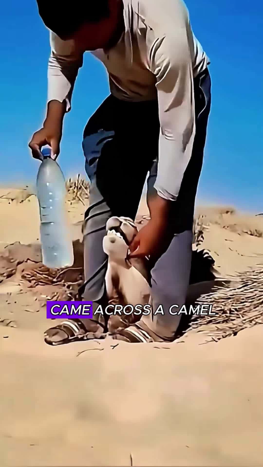 Cover for Save a dying camel #camel #animals #dessert #foryou