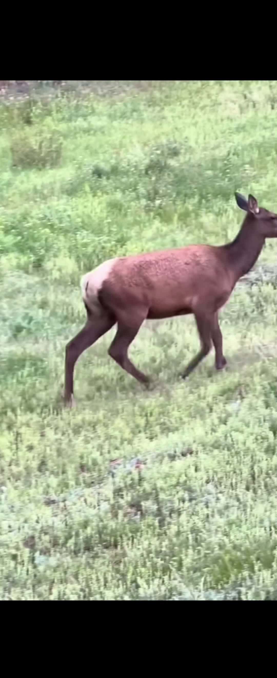 Cover for Deer gets the crap scarred out of it literally 😂#wildlife #camping #animals #caughtoncamera 