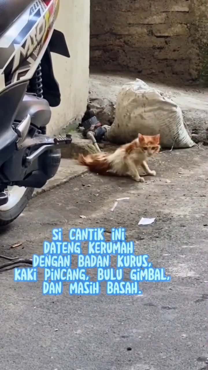 Cover for Buat kalian yang udah setia ngerawat kucing, ras maupun dome, apapun kondisinya, kalian luar biasa Cr TT onyeeew @miuumii