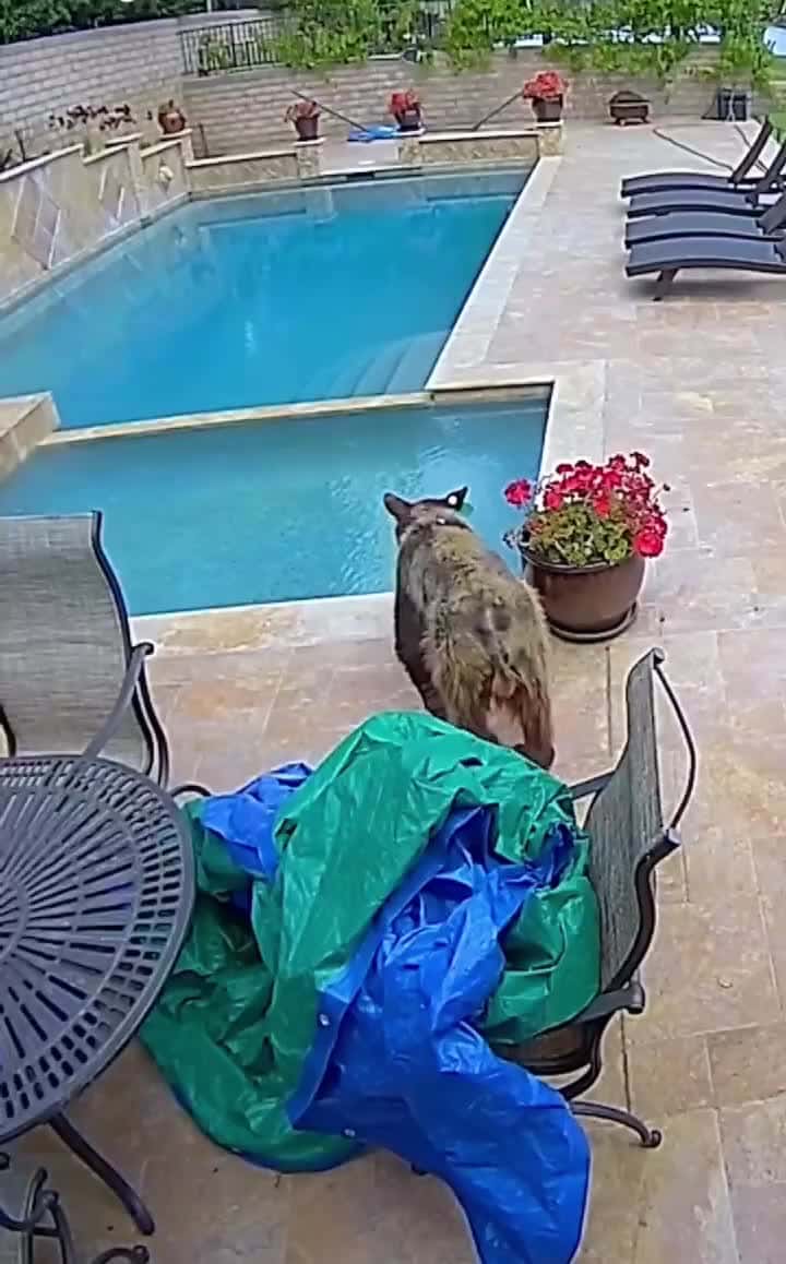 Cover for That bear 🐻 just wanted to take a swim 😂😂 #trending #funny #entertainment #scoopz 
