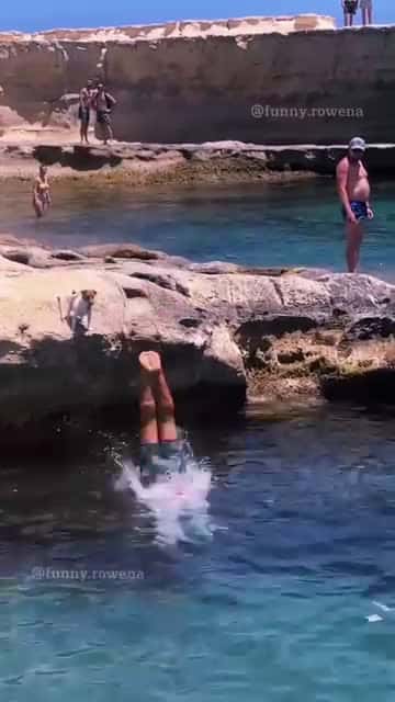 Cover for #animals #funnyvideos #funny #pet #dog #cat #laugh #cute #dogsoftiktok #catsoftiktok #fyp #foryou 14