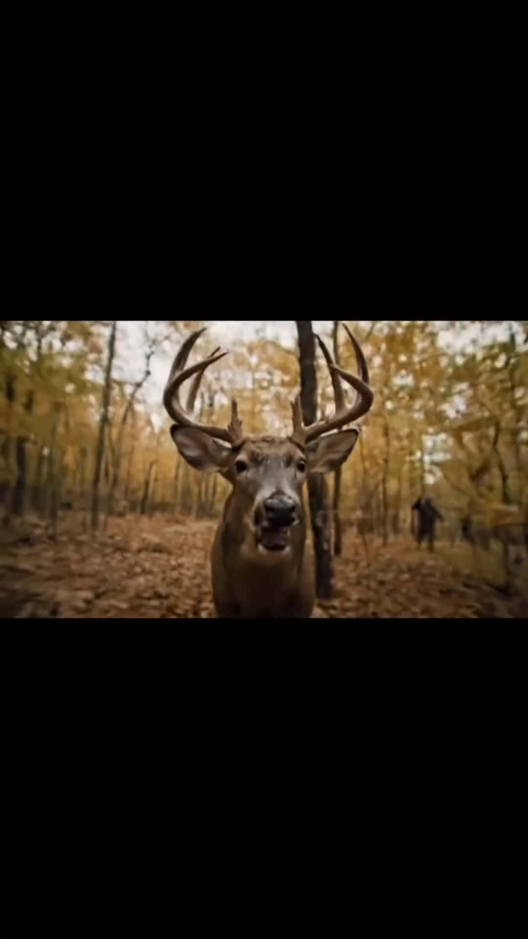 Cover for 😂#xzybca #hunting #Amazing #viral #rifle #fypシ #guns #share #funny #buck #trendingnow #huntingseason #lmao #shortreels #outdoors #followme #doe #viralreels #deerhunting #animals #shorts #doeurine #genx #lol