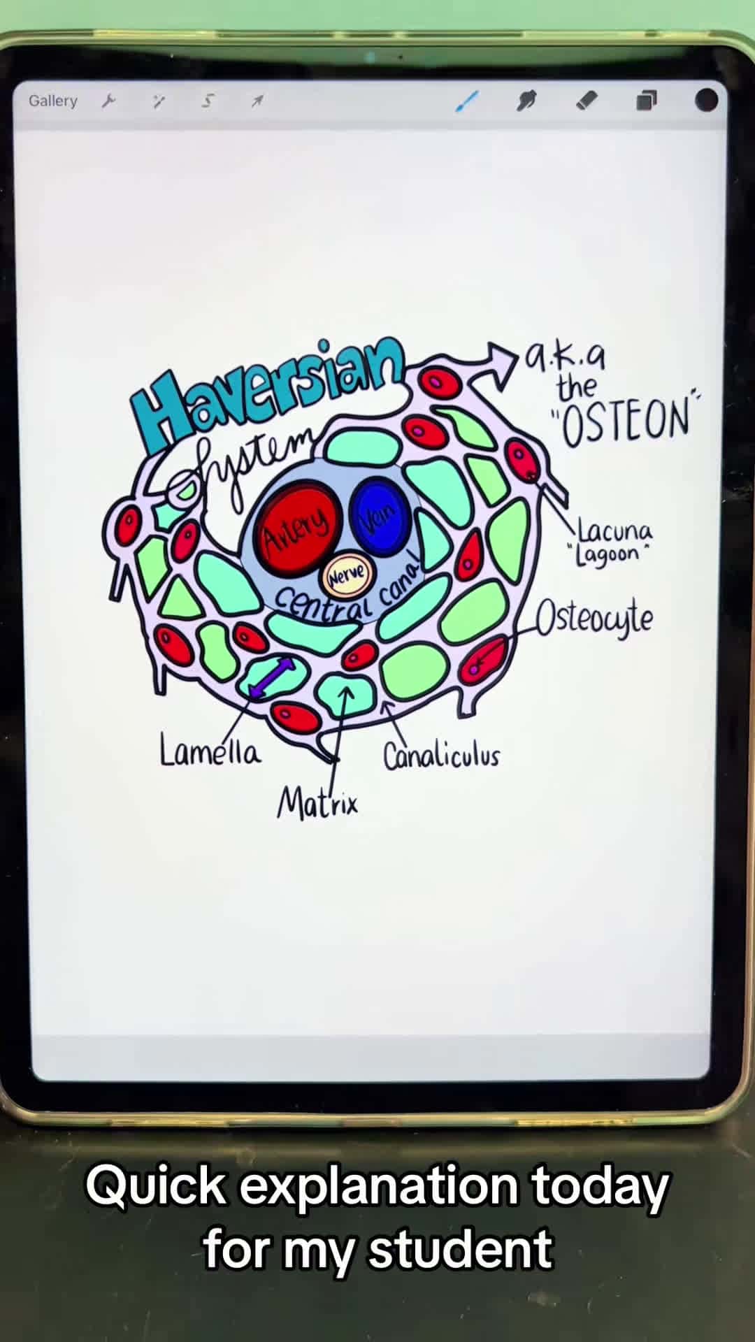 Cover for Microscopic Bone Anatomy Osteon Explained @hhannarose #osteon #anatomy #sciencetok #nursingschool #nursingstudent #medstudent #anatomyclass #study #anatomylesson #studytok #anatomyandphysiology #skeletalsystem #anatomyteacher #microscopicbone