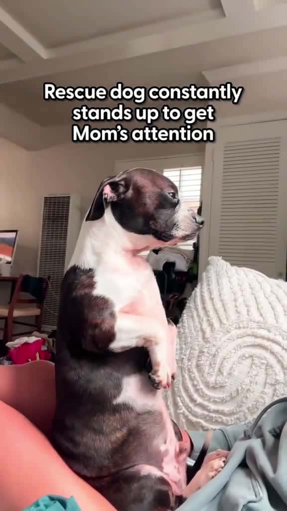 Cover for stands on his hind legs to get what he wants We spoke Reggie s mom Melanie about how he or 29911 #american