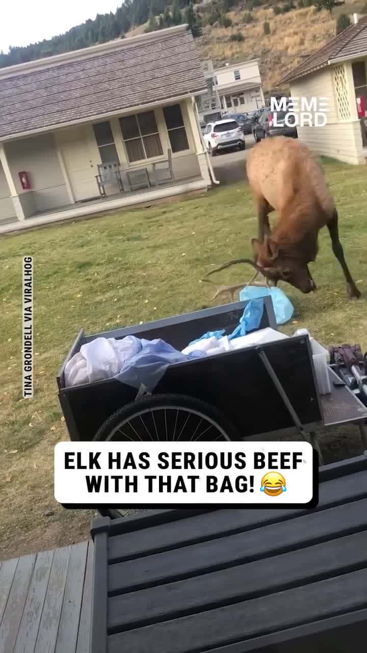 Cover for This deer has met his biggest enemy#UnpopularOpinion #CaughtOnCamera