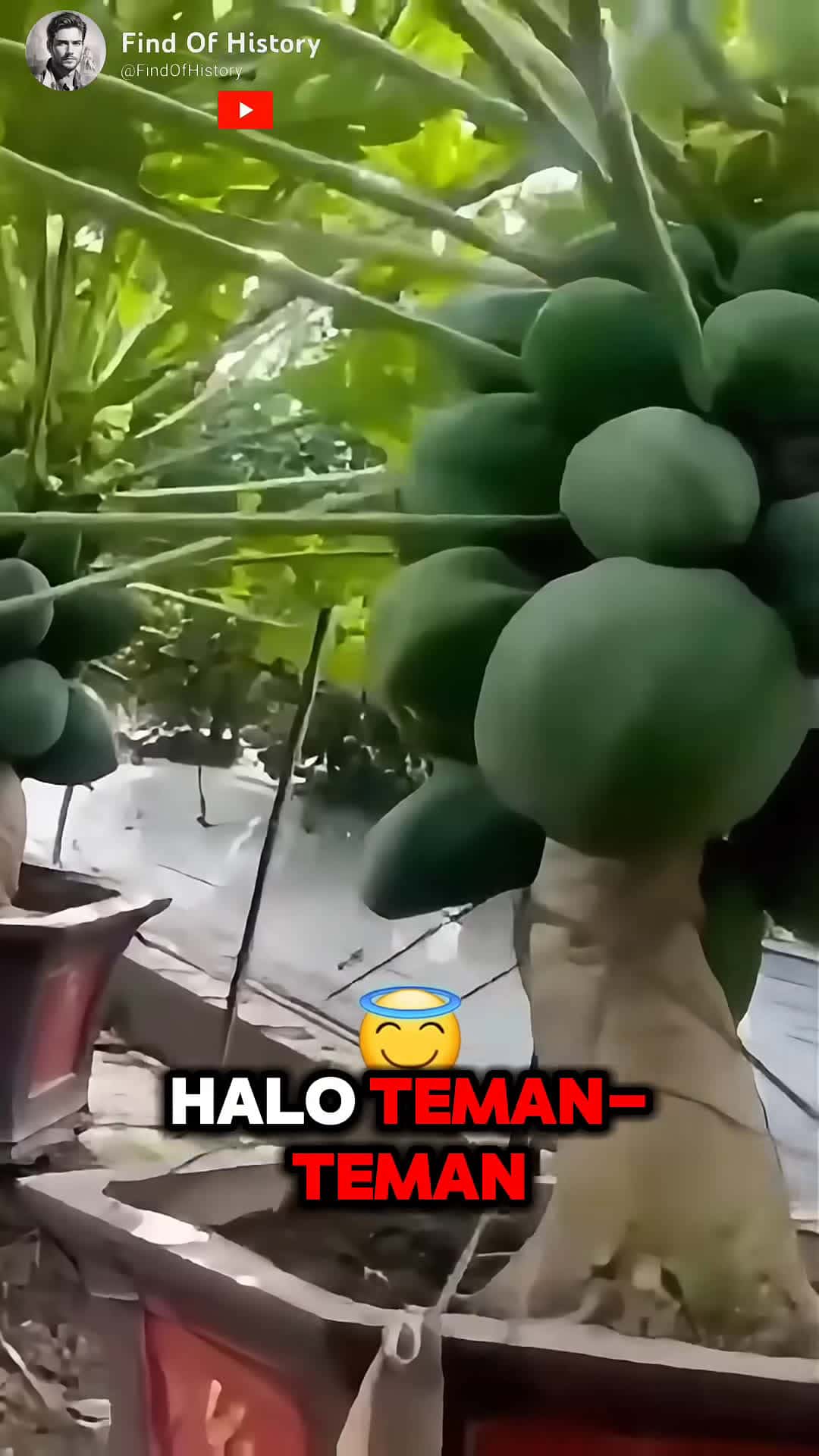 Cover for Unbelievable how to Growing Papaya at Home Easily Part 01 shorts short unique