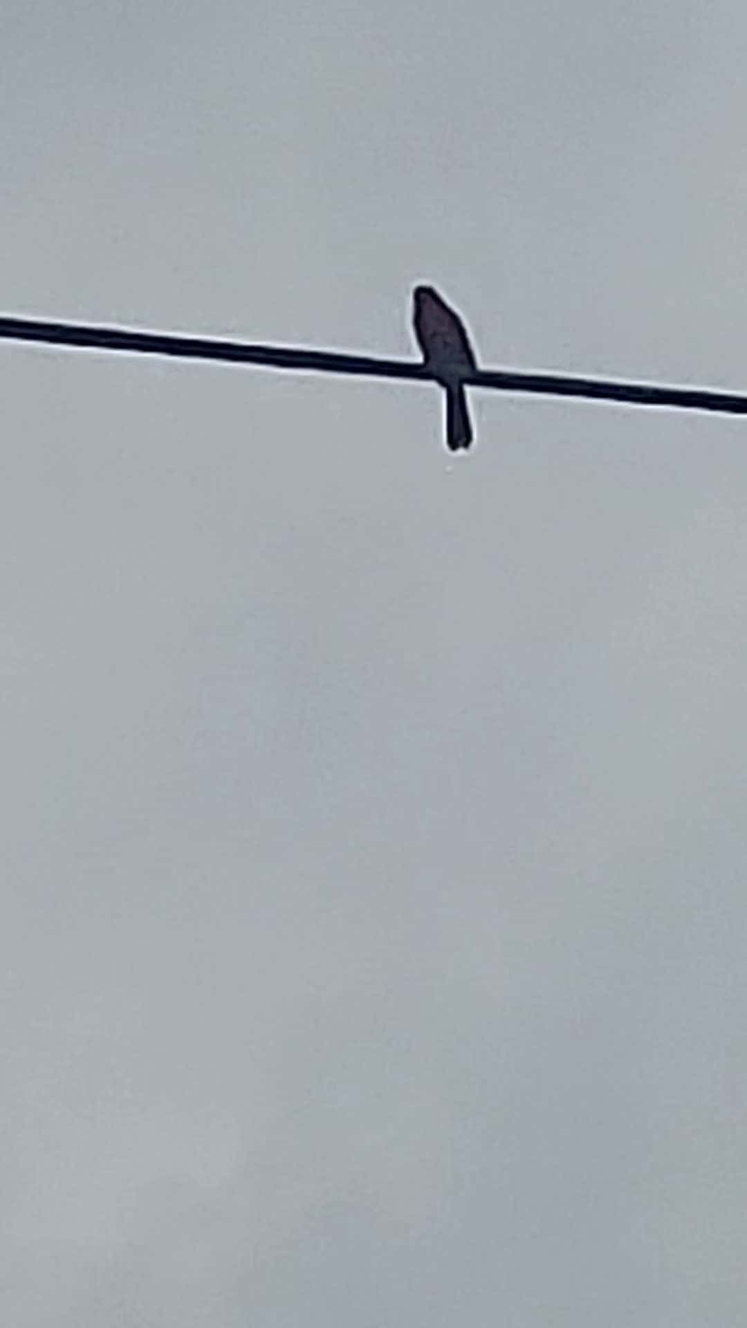 Cover for chirping birds 