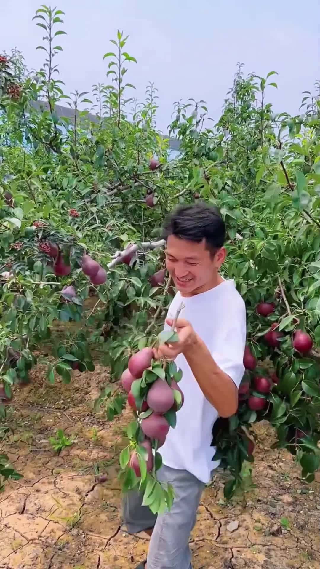 Cover for Fruit  🍑