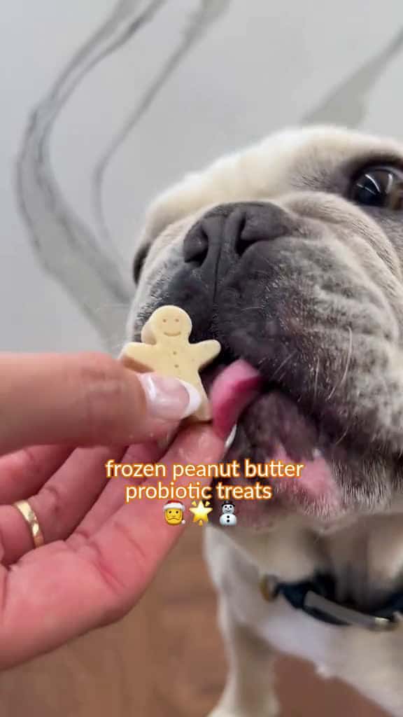 Cover for Holiday dog treats made with love and Zesty Paws Probiotic Powder. DogTreat DogTok Frenchi 29150 #shortvideos